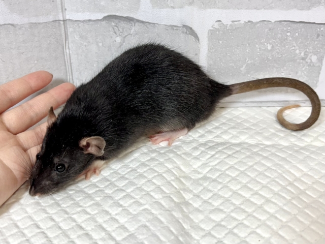 ファンシーラット