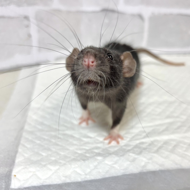 ファンシーラット