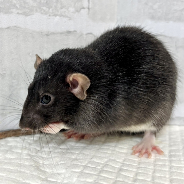 ファンシーラット