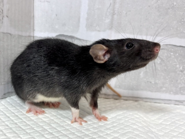 ファンシーラット