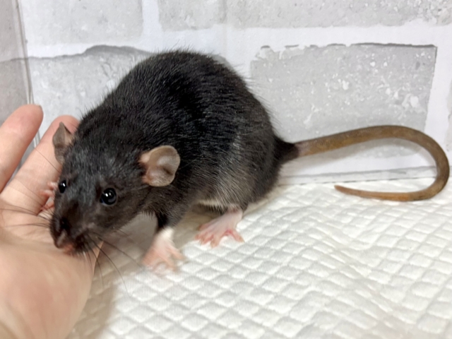 ファンシーラット