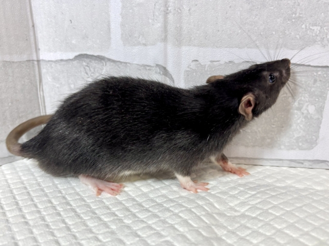 ファンシーラット