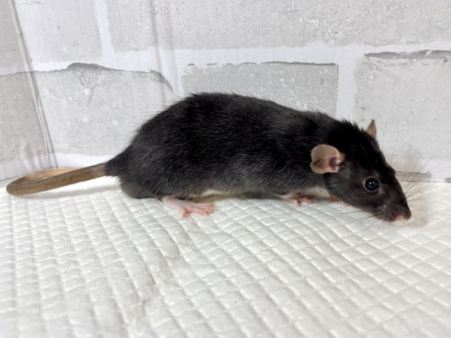 ファンシーラット