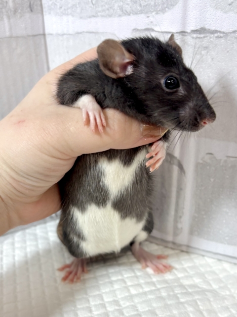 ファンシーラット