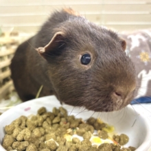ロシアンモルモット  男の子  茶×焦げ茶  🧸🐻⟡.·*.
