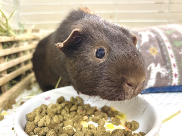 ロシアンモルモット 男の子 茶×焦げ茶 🧸🐻⟡.·*.