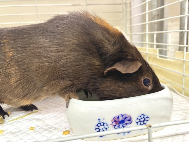 ロシアンモルモット