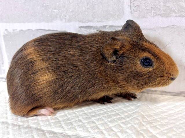 イングリッシュモルモット