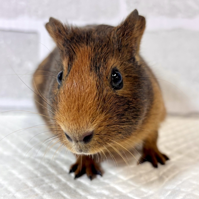 イングリッシュモルモット