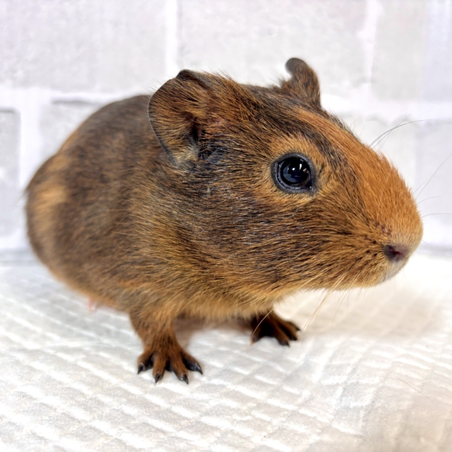 イングリッシュモルモット 茶色 🍩🫖✧︎