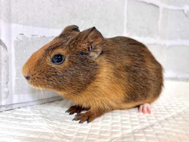 イングリッシュモルモット