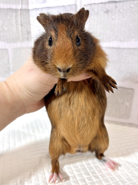 イングリッシュモルモット