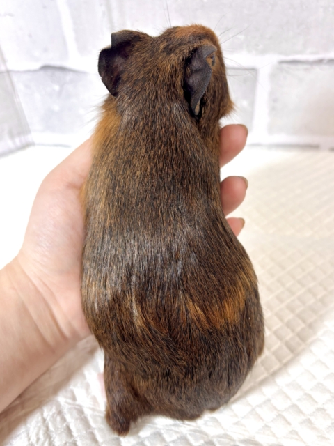 イングリッシュモルモット 茶色 🍩🫖✧︎ イングリッシュモルモット