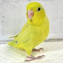 マメルリハ  アメリカンイエロー  男の子  💛💚🍏