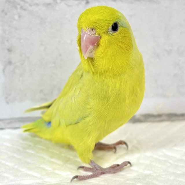 マメルリハ アメリカンイエロー 男の子 💛💚🍏