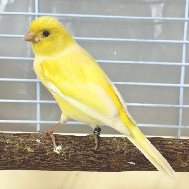 スコッチファンシーカナリア