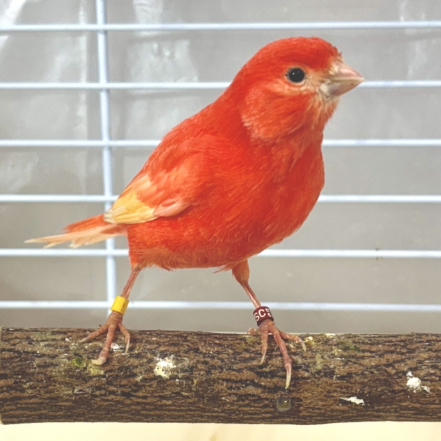 赤カナリア