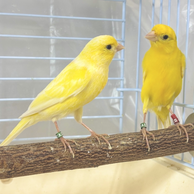 スコッチファンシーカナリア