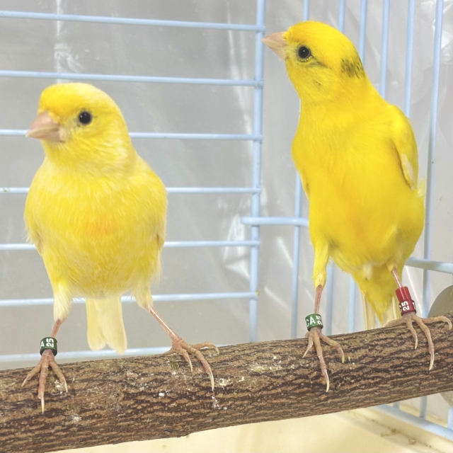 スコッチファンシーカナリア