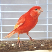 赤カナリア  女の子  ❤️🍓𓂃 𓈒