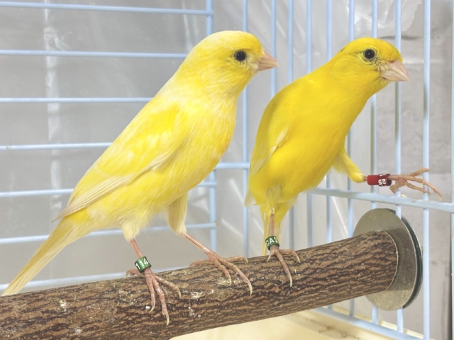 スコッチファンシーカナリア