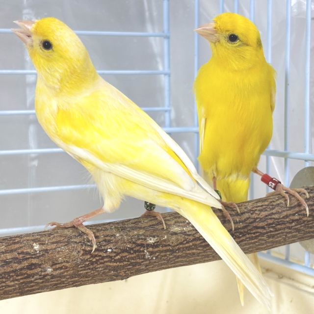スコッチファンシーカナリア (レモン) ペア 🍋🍋