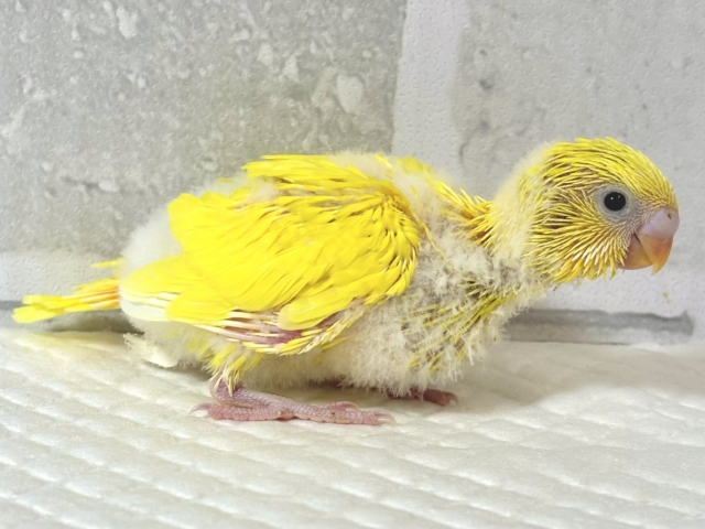 セキセイインコ