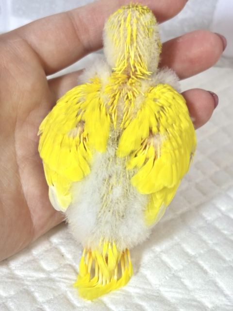 セキセイインコ