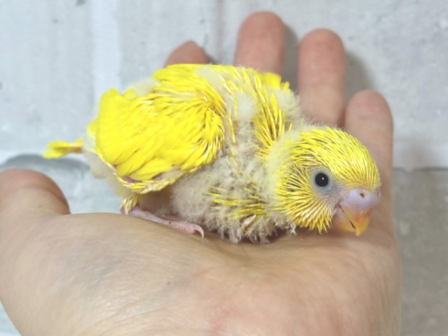 セキセイインコ