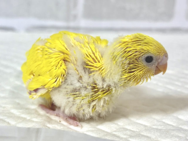 セキセイインコ