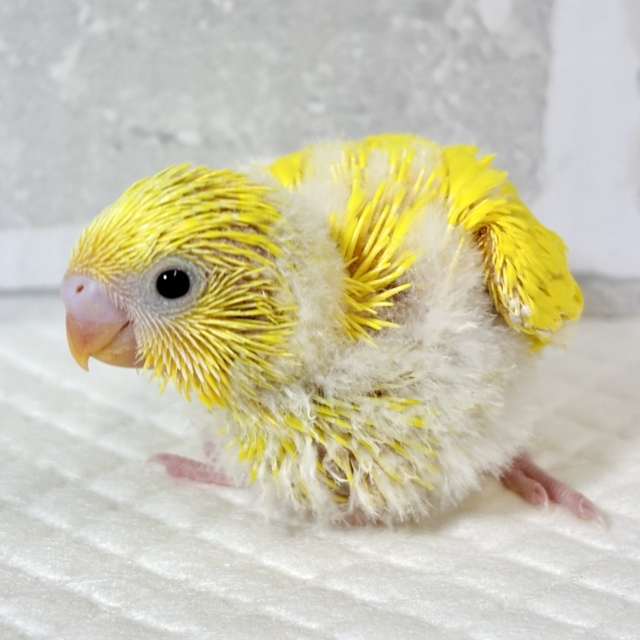 セキセイインコ イエローダブルファクター 💛🌼