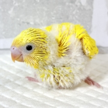 セキセイインコ  イエローダブルファクター  💛🌼