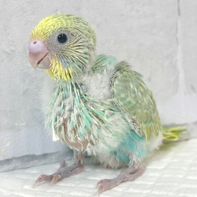 セキセイインコ パステルレインボー (エメラルドグリーン系) 🌿.·.⟡