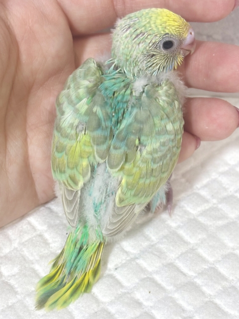 セキセイインコ