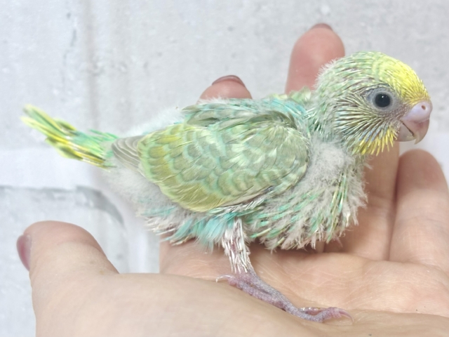 セキセイインコ