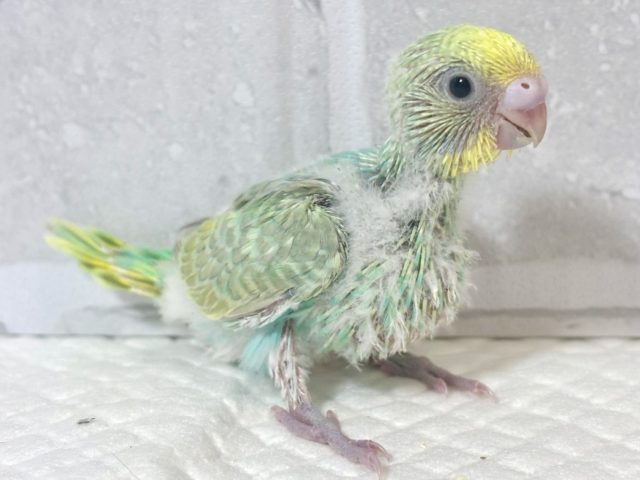セキセイインコ