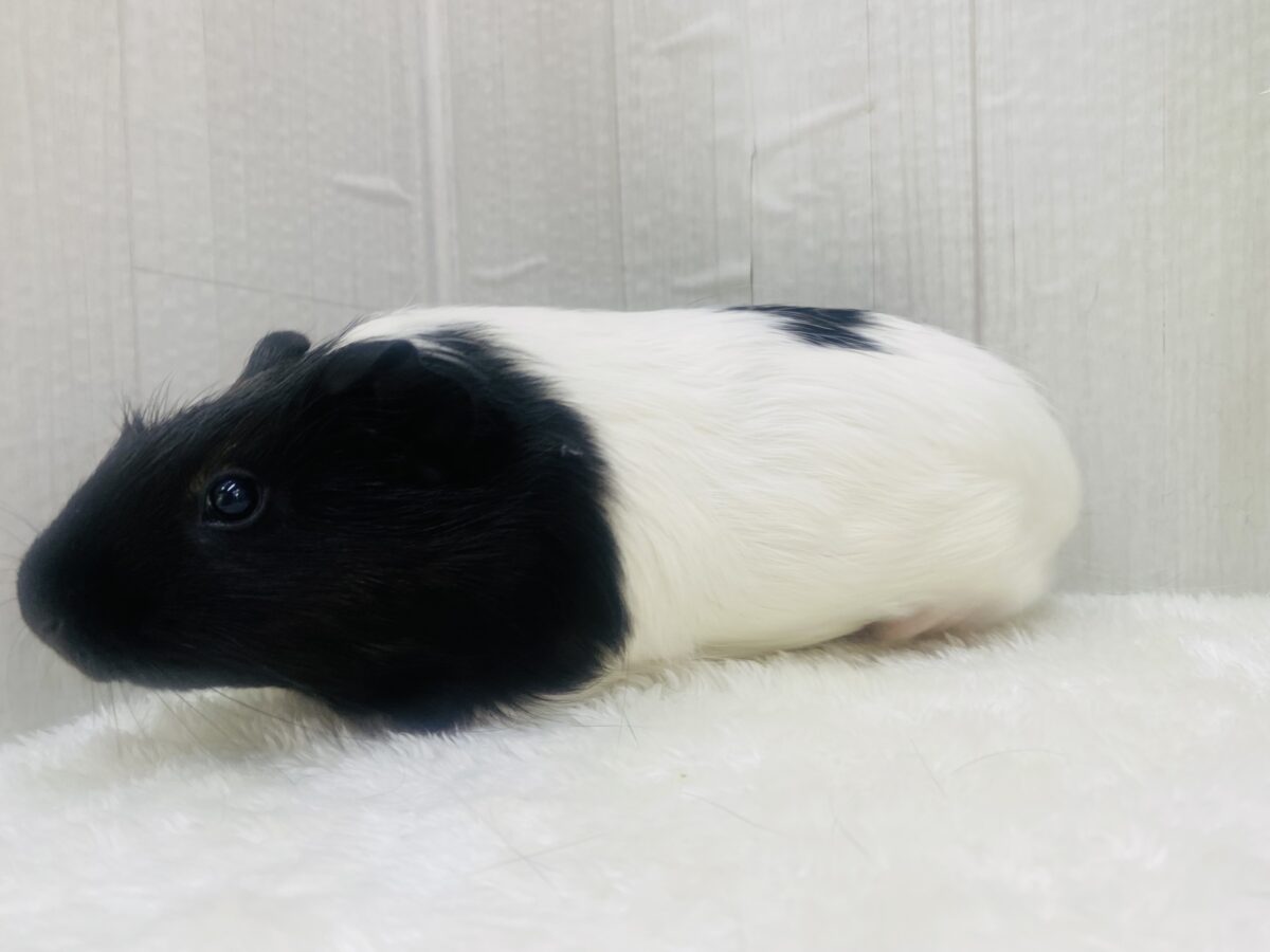 イングリッシュモルモット