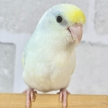 マメルリハ  ターコイズダイリュートヘビーパイドライラック  💛🌼🩵🪽