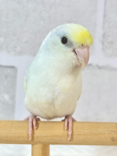 マメルリハ ターコイズダイリュートヘビーパイドライラック 💛🌼🩵🪽