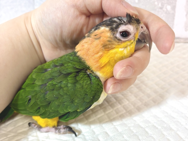 シロハラインコ
