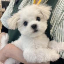 僕の可愛さは地球を救う♡ぺキマルくん！