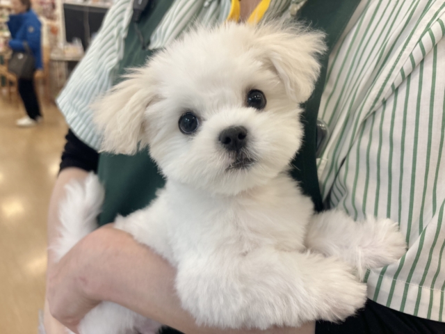 僕の可愛さは地球を救う♡ぺキマルくん! 僕の可愛さは地球を救う♡ぺキマルくん!