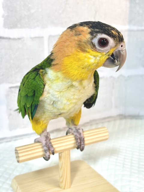 シロハラインコ