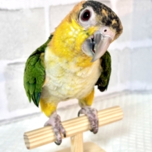 シロハラインコ  女の子.*·.⟡  ᐡ ᵒ̴ ᵕ  ♡