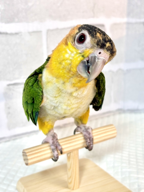 シロハラインコ 女の子.*·.⟡ ᐡ ᵒ̴ ᵕ ♡