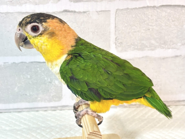 シロハラインコ