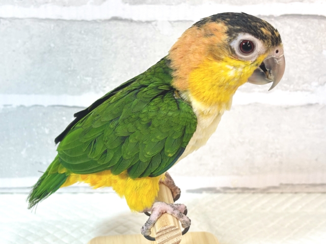 シロハラインコ