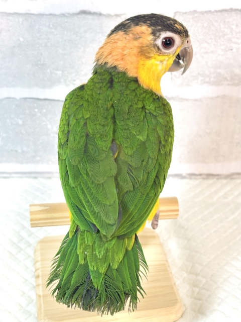 シロハラインコ