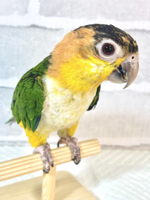 シロハラインコ