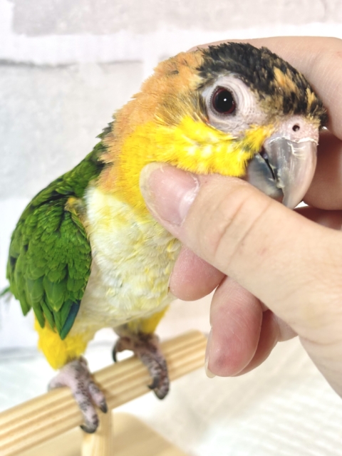 シロハラインコ